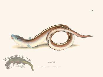 066 Conger Eel